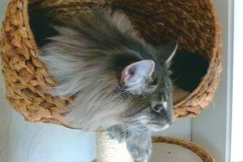 Sunny geniesst den Blick vom Banana Leaf Katzenbaum…
