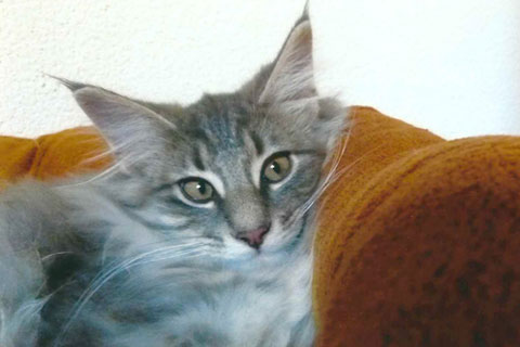 Sunny im Kittenalter