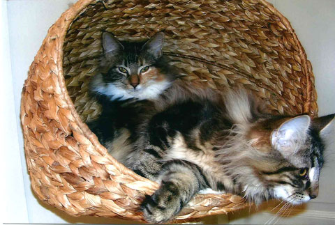 Katzen