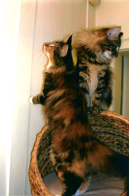 Katzen