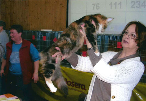 Katzen