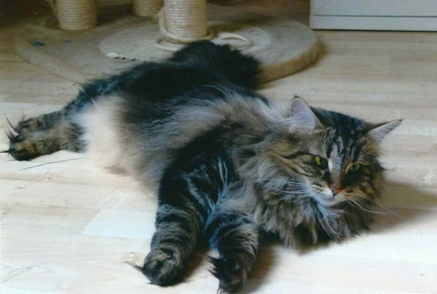 Katzen