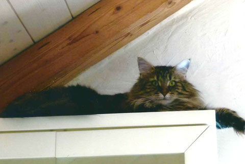 Katzen