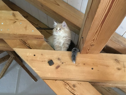 Kitten