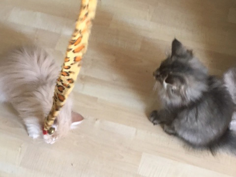 Kitten