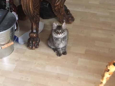 Kitten