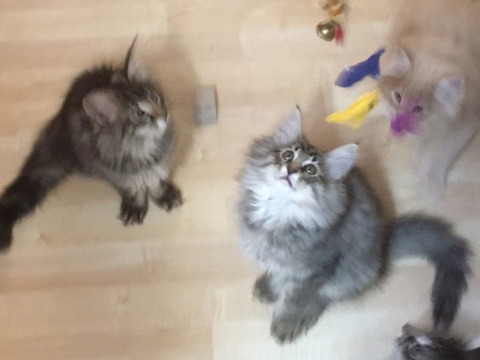 Kitten