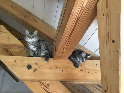 Kitten
