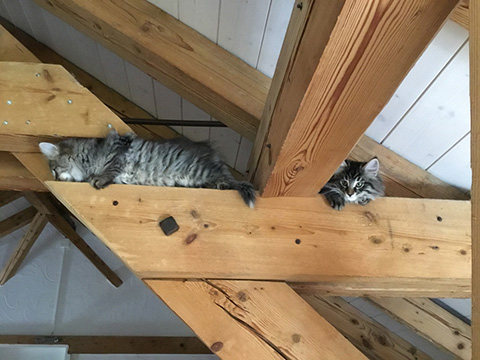 Kitten