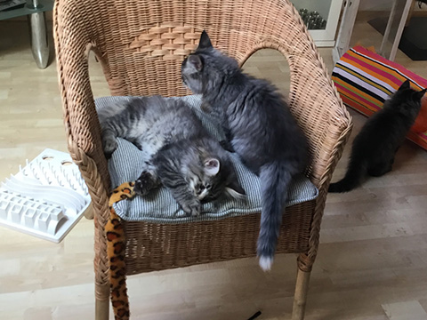 Kitten
