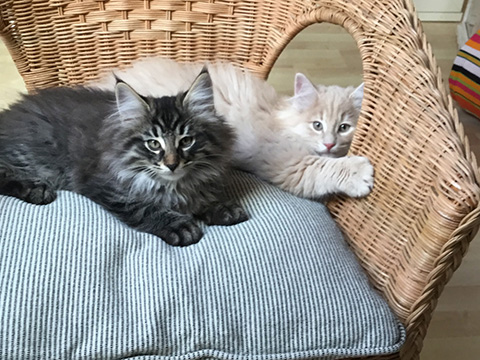 Kitten