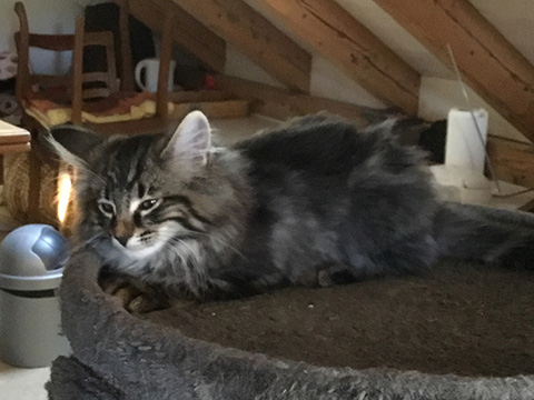 Kitten