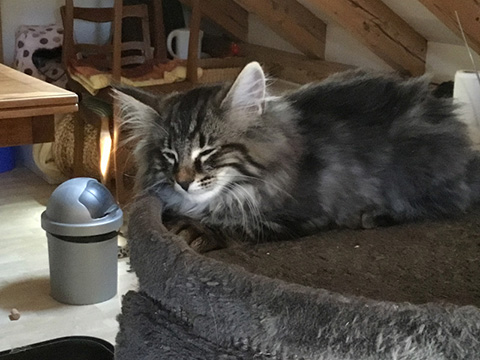 Kitten