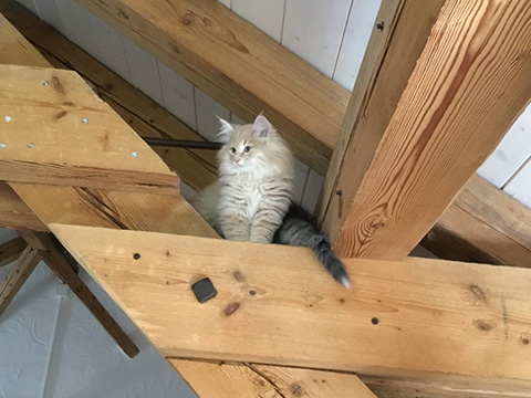 Kitten