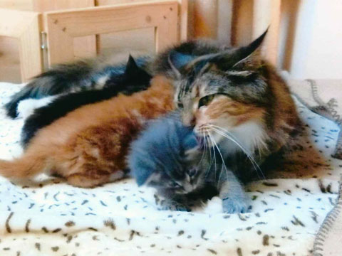 Cindy mit erstem Wurf, drei wunderschöne Katerchen