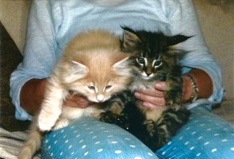 Kitten