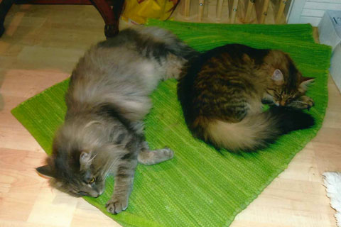 Vater und Sohn geniessen gemeinsames Relaxen
