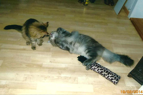Papa Sunny spielt mit klein -Luca