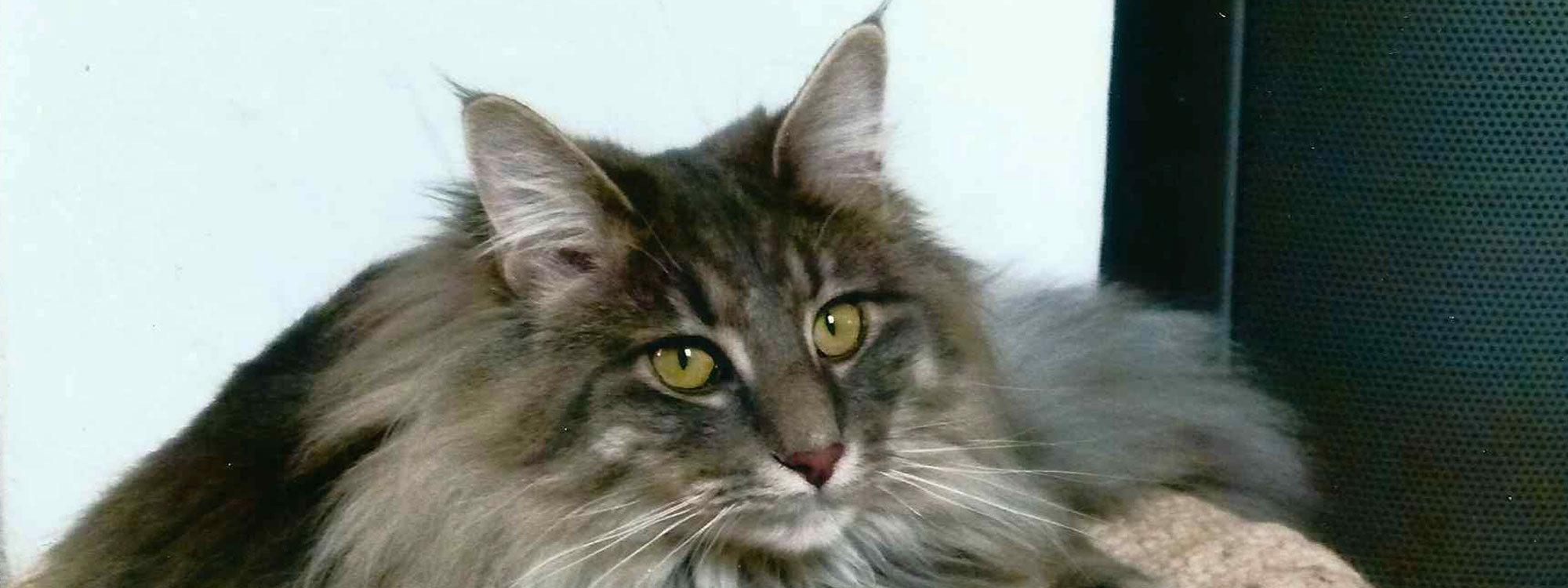 heaven dreams Kater