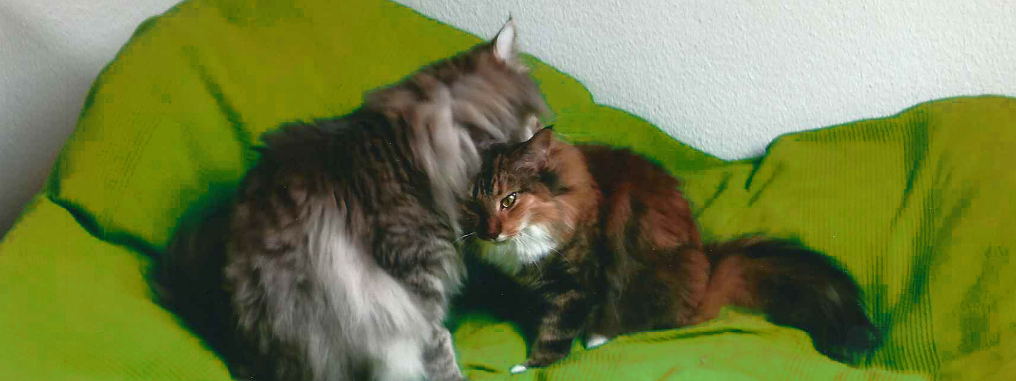 heaven dreams Katzen