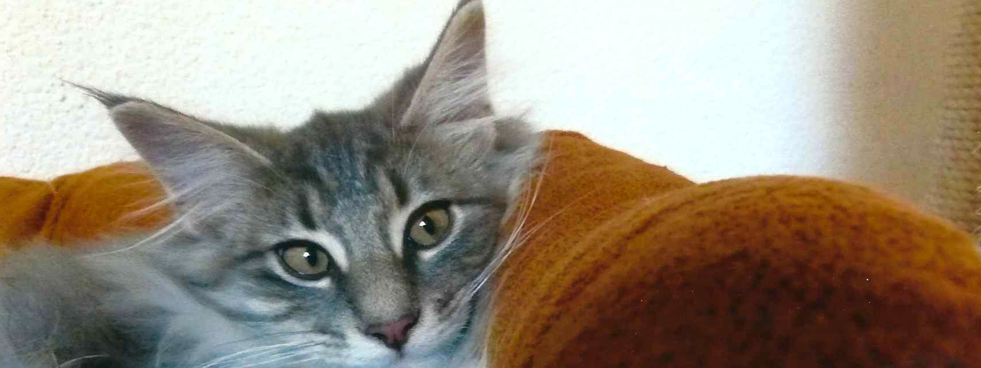 heaven dreams kitten